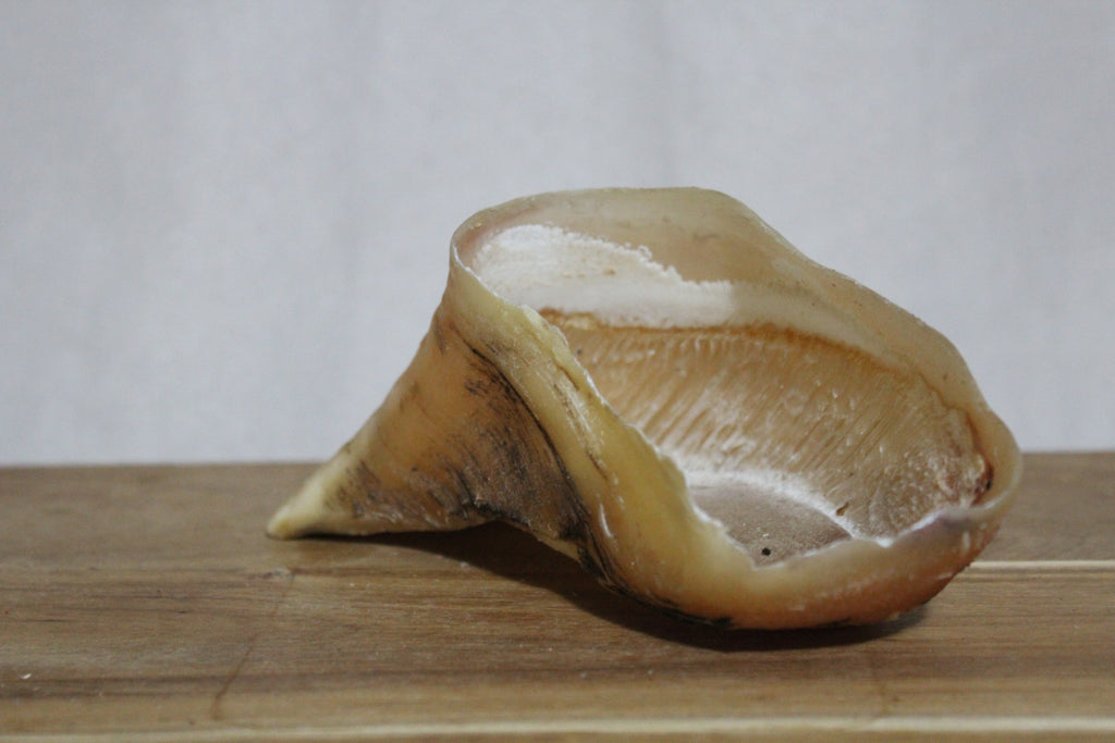 Cow Hooves