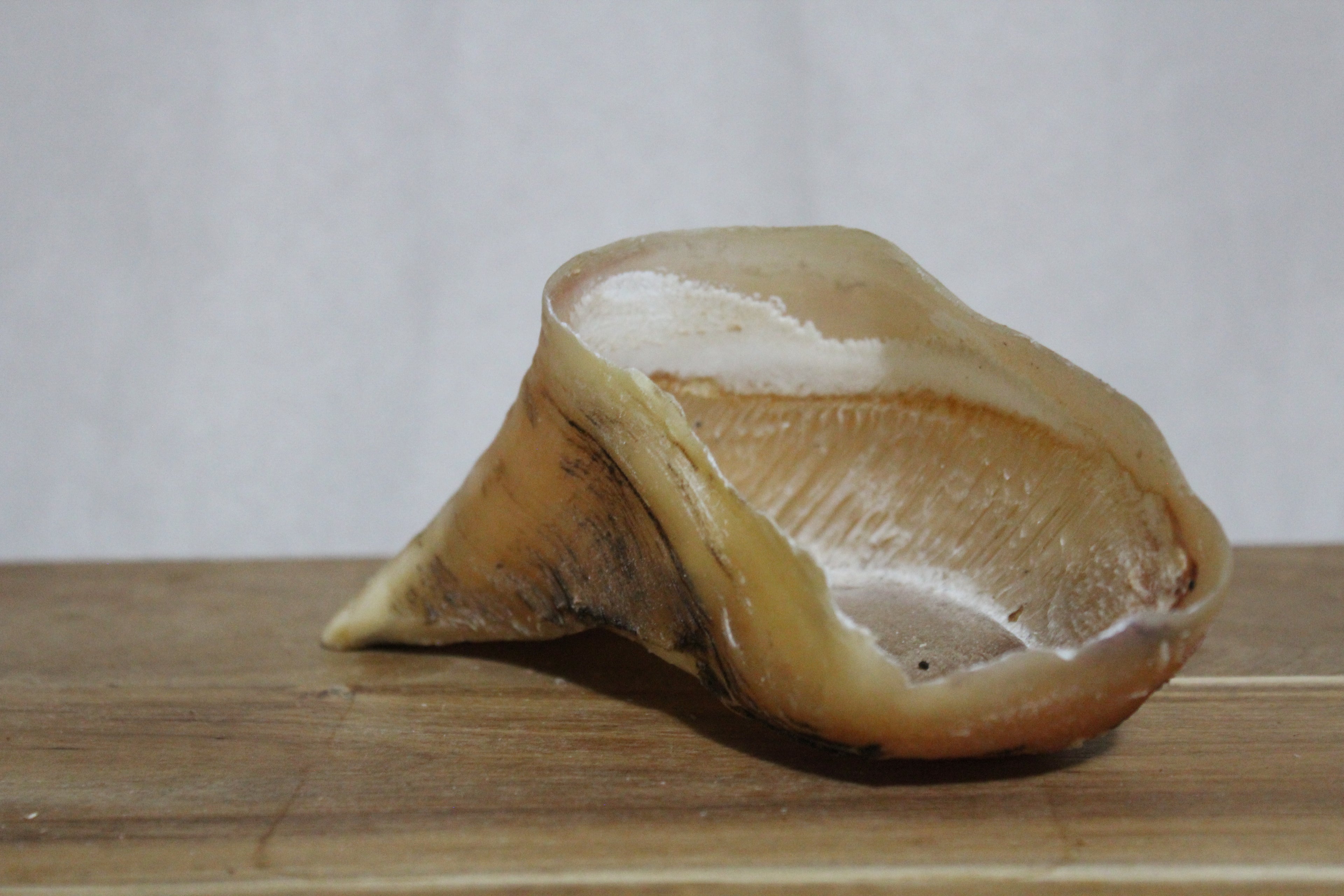 Cow Hooves